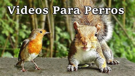 videos para perros|Videos Para Perros : Pájaros y Ardillas .